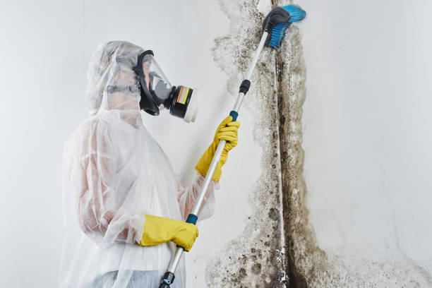 Best Commercial Mold Removal  in Marks, MS