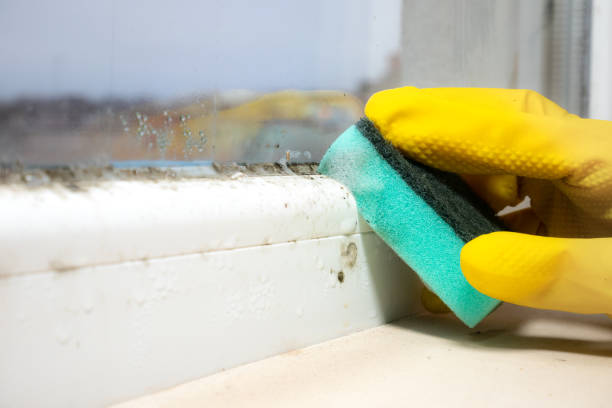 Mold Testing and Removal in Marks, MS
