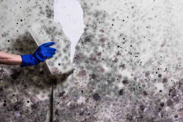 Best Residential Mold Removal  in Marks, MS